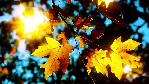 Autumn foliage at sunset background Stock Footage 142587900