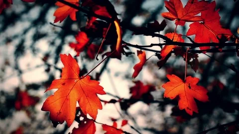Autumn foliage at sunset background Stock Footage 219393305