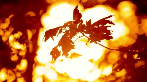 Autumn foliage at sunset Stock Footage 97467110