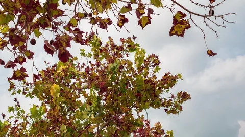 Autumn foliage tree and clouds moving timelapse Stock-Footage 101711082