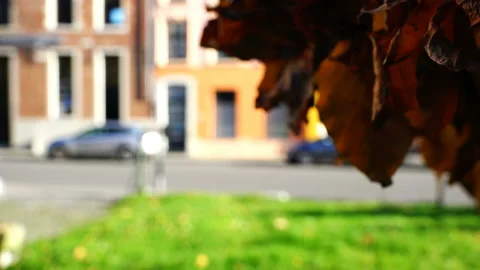 Autumn foliage on a tree, develops on a wind in city Park 스톡 동영상 93665312
