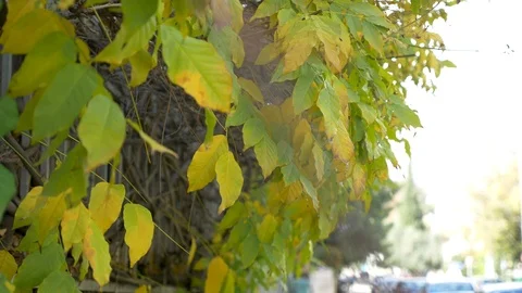 Autumn foliage tree move with the wind Stock-Footage 101551719