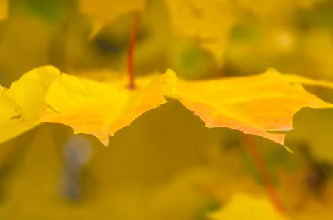 Autumn foliage on the tree Stock Photos