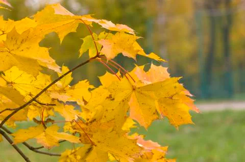 Autumn foliage on the tree Stock Photos