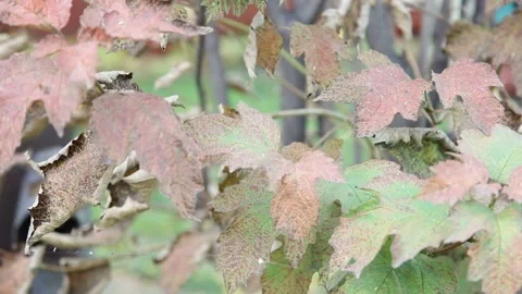 Autumn foliage trees Stock Footage 148466127
