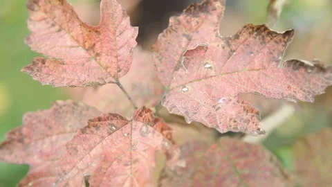 Autumn foliage trees Stock Footage 148466364