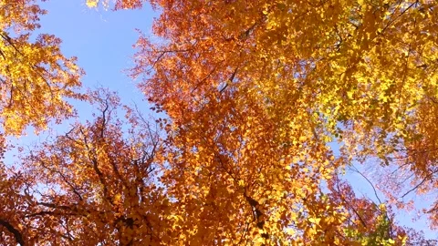 Autumn foliage view from below Stock Footage 169297234