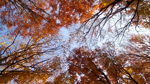 Autumn foliage view from below. Stock Footage 201344233
