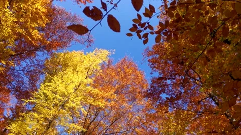 Autumn foliage view from below Stock Footage 201344242