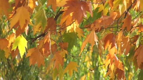 Autumn  foliage in the wind Video stock 1016246