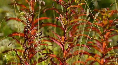 Autumn foliage in the wind Stock Footage 12765903