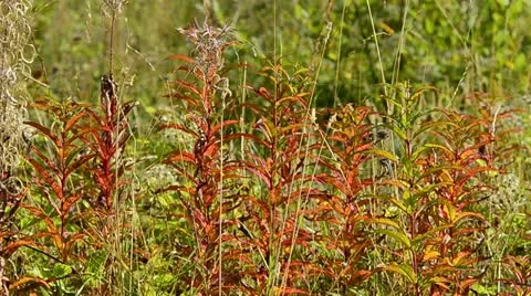 Autumn foliage in the wind Stock Footage 12766229