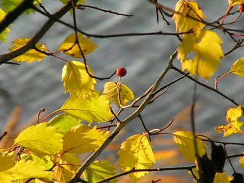Autumn Video stock 415613