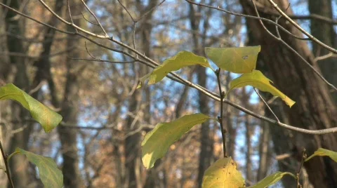 Autumn Stock Footage 598925