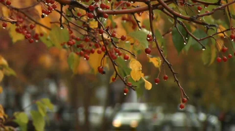 Autumn 库存影片 874414