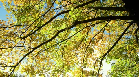 Autumn Stock Footage 905508