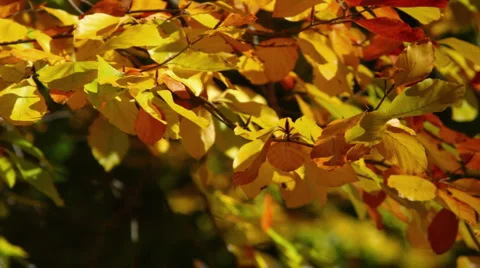 Autumn Stockbeeldmateriaal 905914