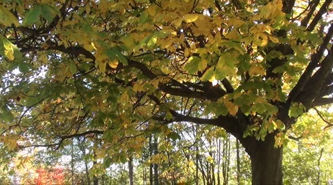 Autumn Stock Footage 906660