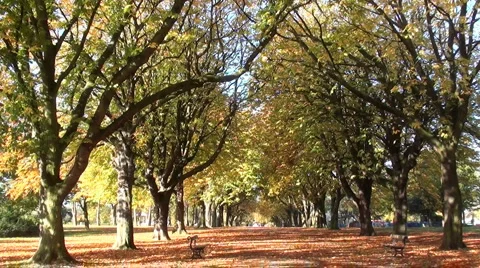 Autumn Stock Footage 906686
