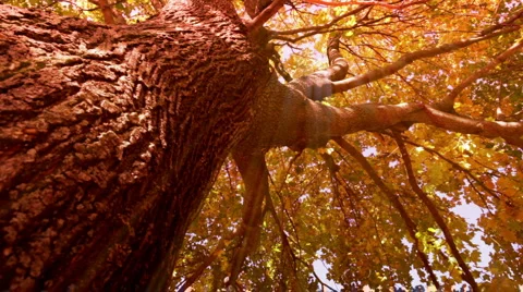 Autumn Video stock 2257202