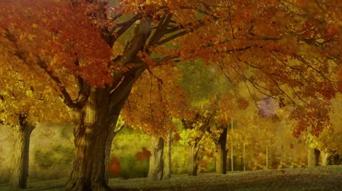 Autumn Stock Footage 8601993