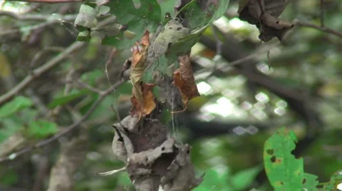 Autumn Stock-Footage 8776715