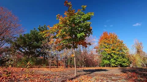 Autumn Stock Footage 8927194