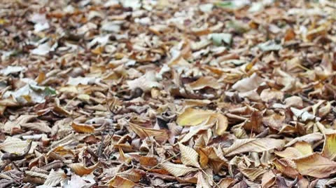 Autumn 스톡 동영상 9810475