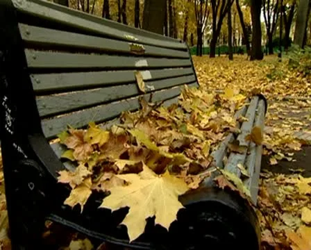 Autumn Stock Footage 9859710