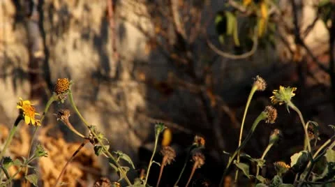 Autumn Stock-Footage 10586008