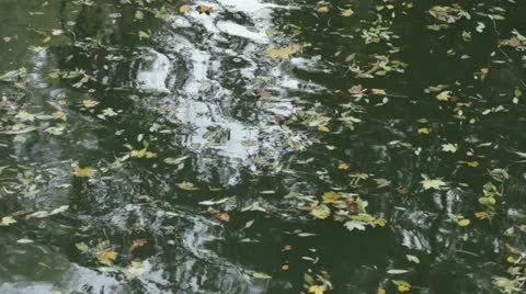 Autumn Stock Footage 10900021