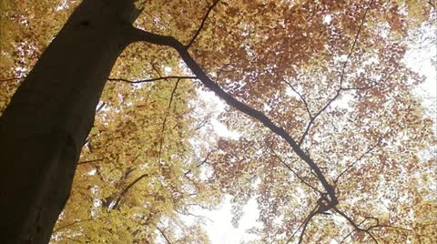 Autumn Stock Footage 11331054