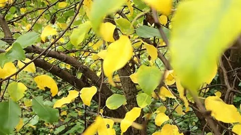 Autumn Vídeo Stock 12133713