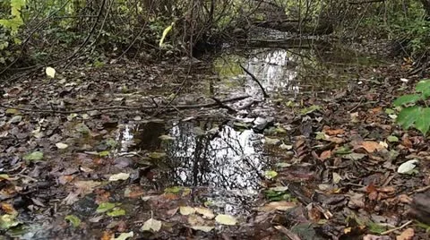 Autumn Video stock 12224541