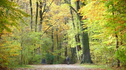 Autumn 動画素材 12341590