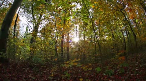 Autumn Stock-Footage 12341617