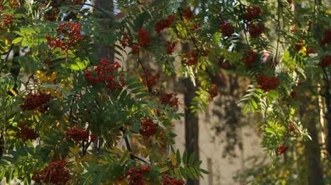 Autumn Stock Footage 12372413