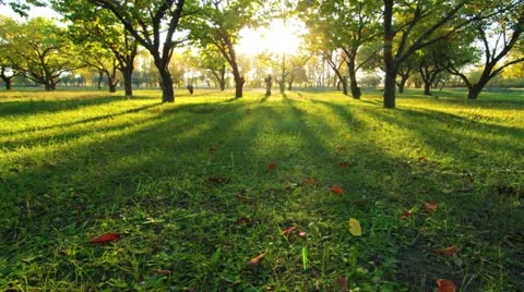 Autumn Stock Footage 12420180