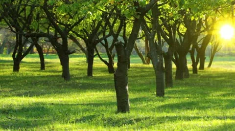 Autumn Stock Footage 12420304