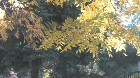 Autumn Stock Footage 18401036