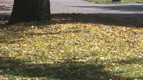 Autumn Stock Footage 18409061