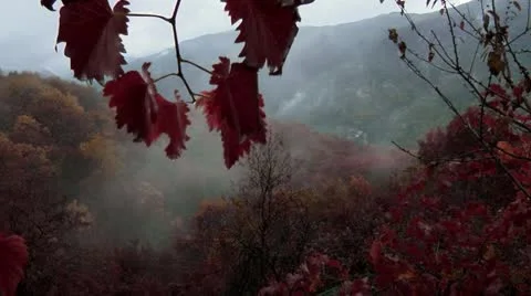 Autumn Video stock 18957891