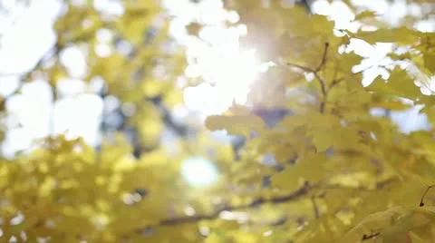 Autumn Stock Footage 21324733