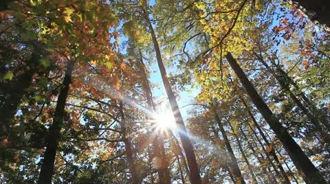 Autumn Stock Footage 22174033