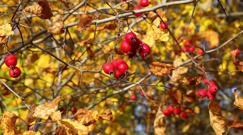 Autumn Stock Footage 32189027