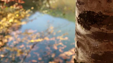 Autumn Stock Footage 32737391
