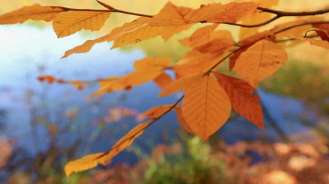 Autumn Stock Footage 32748462