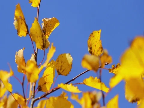 Autumn 스톡 동영상 80109635