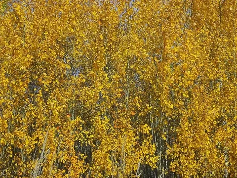 Autumn 스톡 동영상 80109784