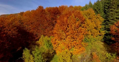 Autumn Stock Footage 81450512